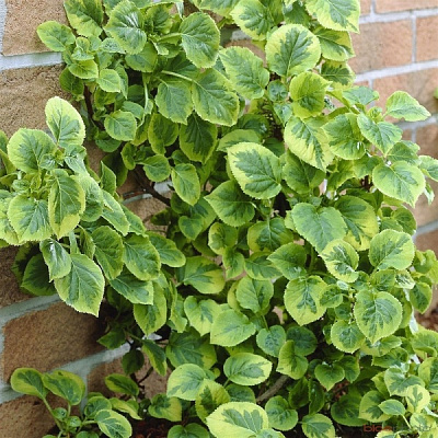 Растение Гортензия черешковая Mirranda (K23-S23 h40-60 C2)