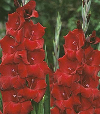 Луковица Яскрава Гладиолус Oscar 3 шт. 