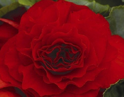 Луковица Яскрава Бегония полная красная 1 шт. 