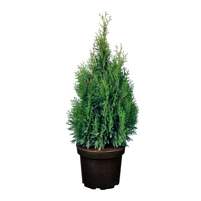 Растение декоративное саженец Туя (3 л)