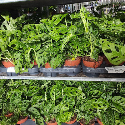 Рослина Монстера 12х30 Adansonii