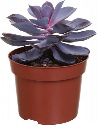 Растение Эхеверия перпл пирл 12/15