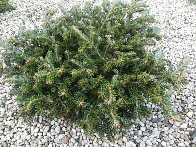 Рослина Ялиця Фрасера / Abies fraseri Ford, С15