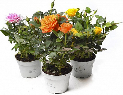 Рослина Троянда С7.5