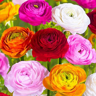 Растение декоративное Лютик