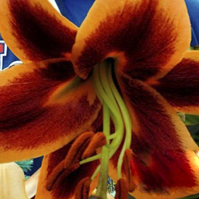 Луковица Яскрава Лилия OT гибрид гигантская Red Morning 1 шт.