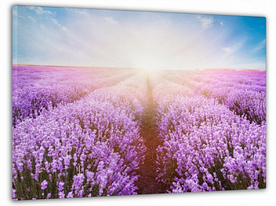 Картина на холсте Закат солнца в лаванде 60x100 см Dekor-Karpaty ЕО244 