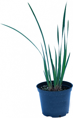 Растение Ирис сибирский Caesar`s Brother С3