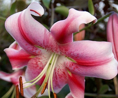 Луковица Яскрава Лилия тигровая свисающа Anastasia 1 шт.