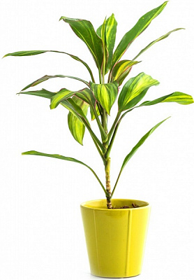 Рослина Кордиліна Ківі 12/45