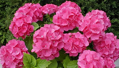 Рослина Гортензия розовая d25/h30