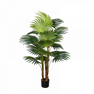  Fan Palm (Dw-23) Engard