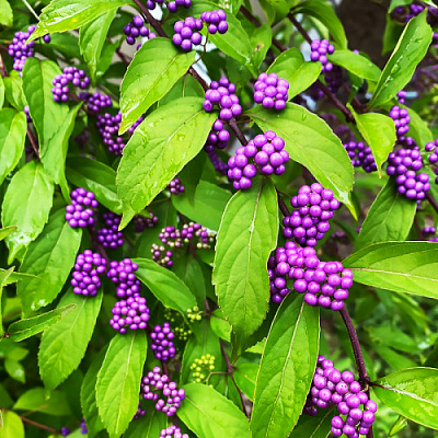 Растение Каликарпа розовая d17/h25