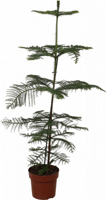 Растение комнатное Араукария 21/90