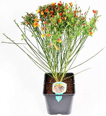 Растение Цитисус микс d13/h45