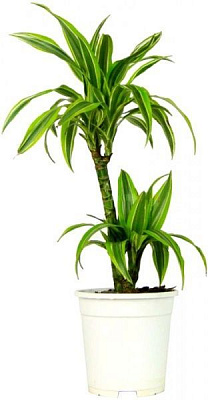 Растение Драцена Lemon Lime 2 ствола 17/65