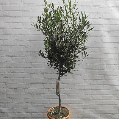 Растение Оливковое дерево 21х100