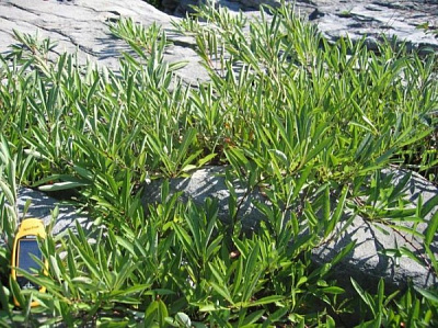 Рослина Слива приземиста С3