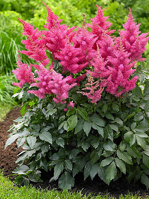 Кореневище Heemskerk Vasteplanten B.V. астільби Драм енд Басс 1 шт.