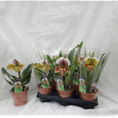 Растение Пафиопедилум (орхидея) 12х20 крупноголовый Amerikaanse Hybride