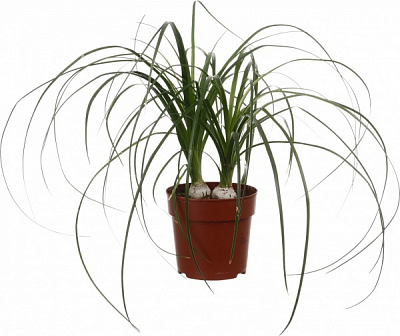 Растение Бокарнея 12/35