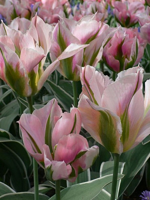 Луковица TUBERBULB Export B.V. тюльпана зеленоцветного Чайна Таун 3 шт. 