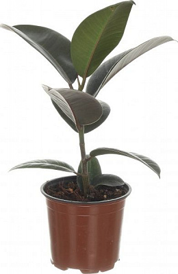 Растение Фікус Elastica д12 в40+