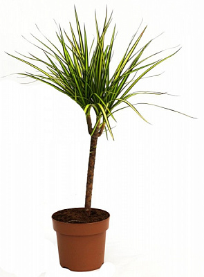 Рослина Драцена Sunray 1 стовбур 17x70 см