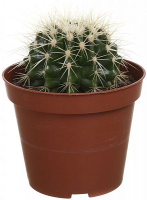 Растение комнатное Кактус эхиногрузон 12х15 см
