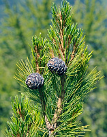 Растение Сосна кедровая / Pinus cembra С25