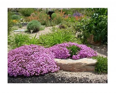 Семена Професійне насіння Сапонария базиликолистая 0,3 г (4823058201177)