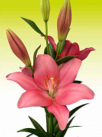 Луковица VWS EXPORT – IMPORT OF FLOWERBULBS B.V. лилии ЛА Лайвли 1 шт. 