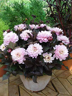 Коренебульба жоржини декоративної Мелоді Гармоні 1 шт.