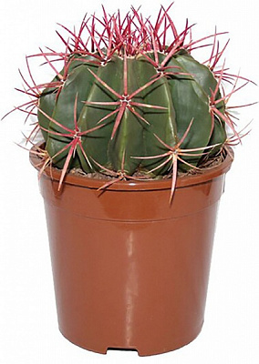 Растение Кактусы в горшке карандаши 10/12,5