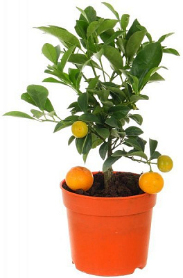 Растение комнатное Цытрус 12х35 см