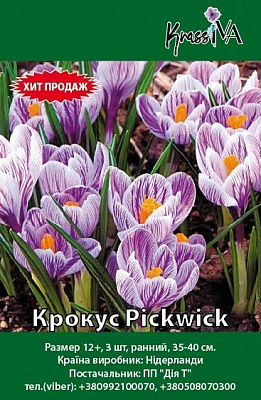 Цибулина Крокус Pickwick