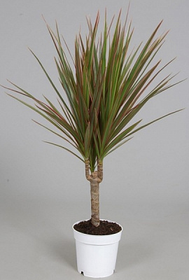 Растение Драцена Биколор 1 ствол 11/40