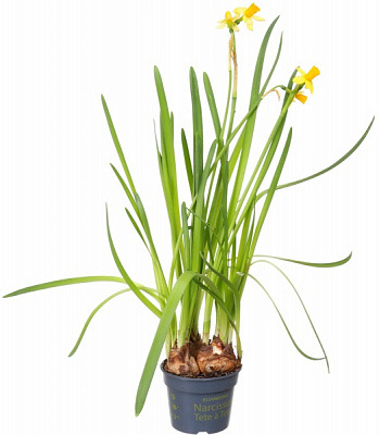 Растение декоративное Нарцисс 3рр d9 h20