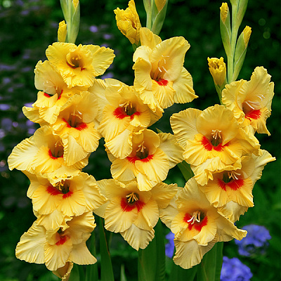 Луковица Гладиолус Jaster 1 шт. Яскрава