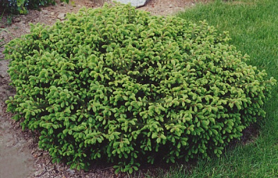 Рослина Ялина/ Picea abies Procumbens С5, D 20-30