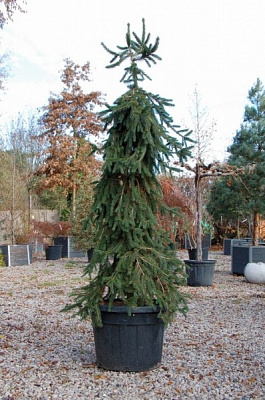 Растение Ель обыкновенная / Picea abies Inversa, C20 Pa 80-100