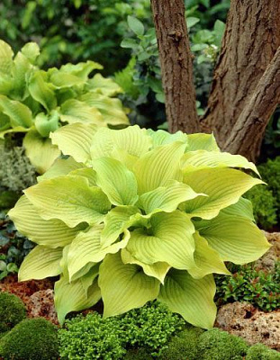 Корневище Яскрава Хоста Piedmont Gold 1 шт. 