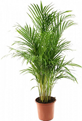 Растение комнатное Арека 24/150