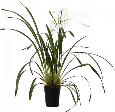 Растение комнатное Цимбидиум 14х60 см 1 ствол микс