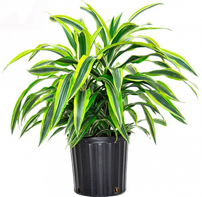 Рослина Драцена мікс без стовбура 12x25 см