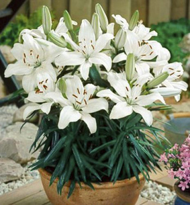 Луковица Яскрава Лилия ориєнтальная низкая New Wave 1 шт. 