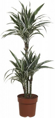 Растение комнатное Драцена Варнецки