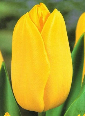 Луковица Яскрава Тюльпан Гигантский Hokus Pokus 3 шт. 