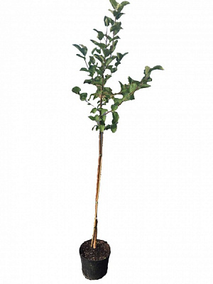 Саджанець Саджанець яблуні дворічний