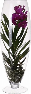 Растение комнатное Ванда Шампань 24х70 см микс в вазе